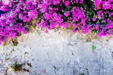 Zarar görmüş duvarda güzel bir begonvil çiçeği 