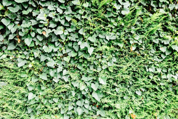 周りに多くの植物と灰色のレンガの壁 — ストック写真