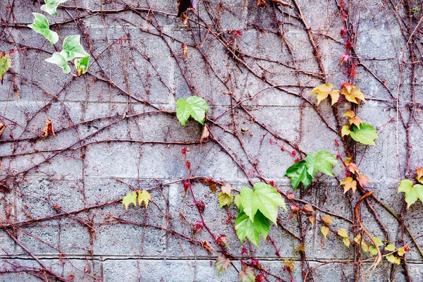 Pared Ladrillo Gris Con Muchas Plantas Alrededor —  Fotos de Stock