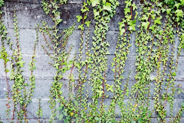 Pared Ladrillo Gris Con Muchas Plantas Alrededor —  Fotos de Stock