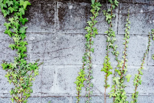 Muro Mattoni Grigi Con Molte Piante Intorno — Foto Stock