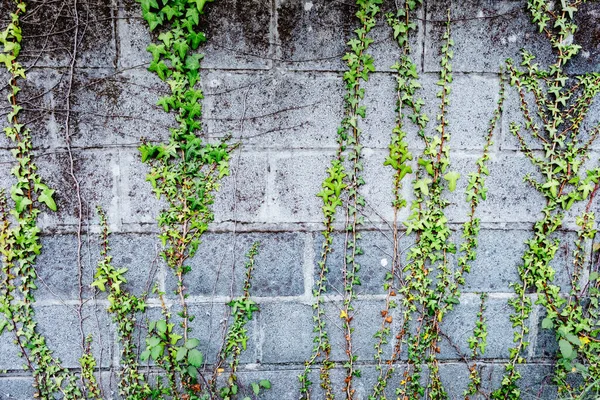Grey Brick Wall Many Plants — Stock Photo, Image