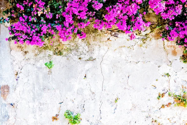 Beautiful Bougainvillea Flower Damaged Wall — Stock Photo, Image