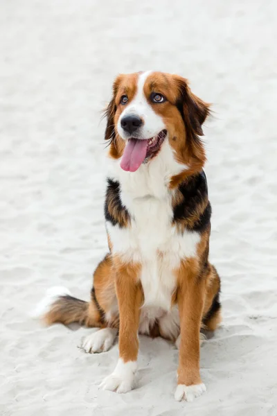 Kumsalda Kumların Üzerinde Oturan Büyük Sevimli Köpek — Stok fotoğraf