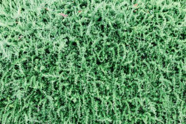 Yeşil doğal doku arkaplanının görüntüsü.