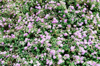 Yeşil doğal doku arkaplanının görüntüsü.
