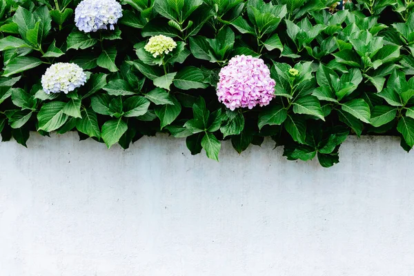 Natural Green Plants Stone Wall Exterior — Stock Photo, Image