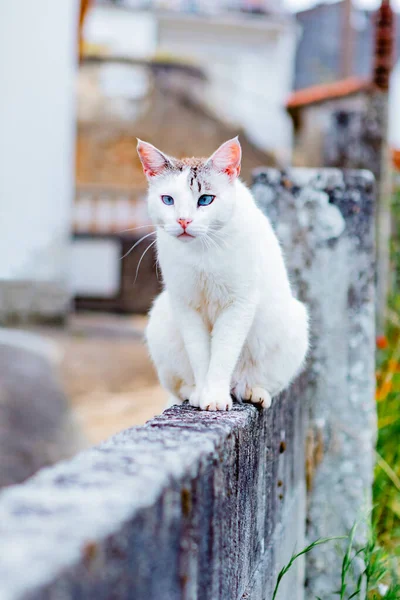 Gato Salvaje Blanco Sentado Una Pared — Foto de Stock