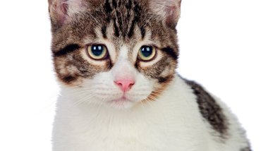 Güzel beyaz ve kahverengi kedi beyaz arka planda izole edilmiş.