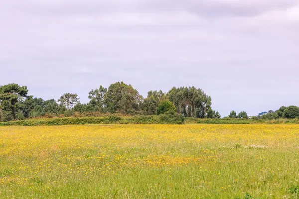 Beautiful Meadow Field Yellow Flowers Nature Sky Clouds — Stock Photo, Image