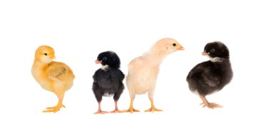 Beyaz arka planda dört farklı tavuk izole edilmiş.