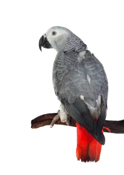 Grey Parrot Red Tail Perched Branch Isolated White Background — Stock Photo, Image