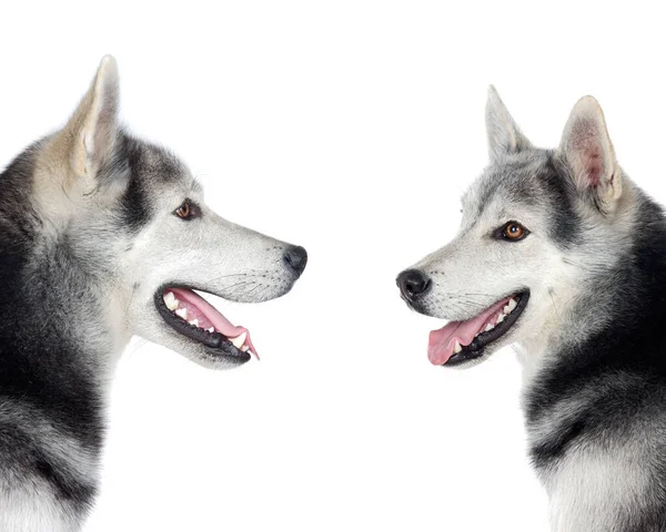 Belos Cães Husky Siberianos Com Olhos Castanhos Posando Estúdio Sobre — Fotografia de Stock