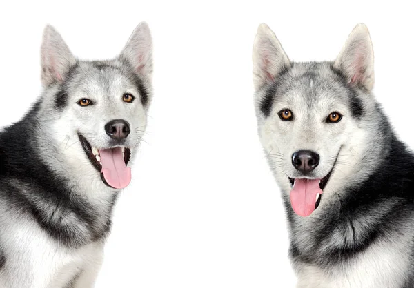 Beautiful Siberian Husky Dogs Brown Eyes Posing Studio White Background — Stock Photo, Image