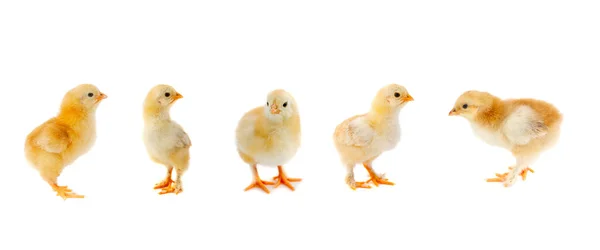 Vijf Gele Kippen Geïsoleerd Een Witte Achtergrond — Stockfoto