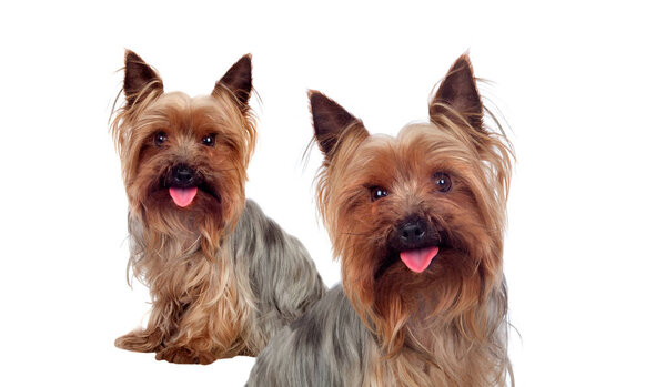 Two adult equal Yorkshire Terrier isolated on a white background