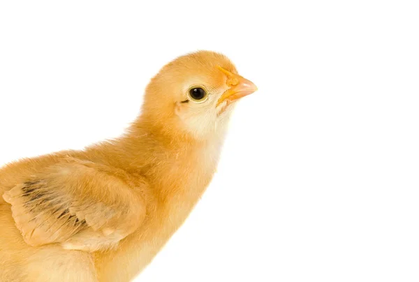 Ayam Kecil Yang Lucu Terisolasi Pada Latar Belakang Putih — Stok Foto