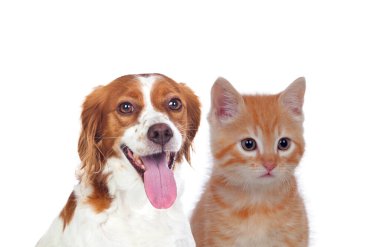 Kedi ve köpek önde oturuyor ve beyaz arka planda izole edilmiş kameraya bakıyor. 