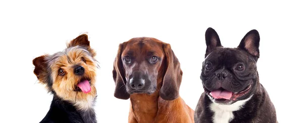 Три Собаки Изолированы Белом Фоне — стоковое фото