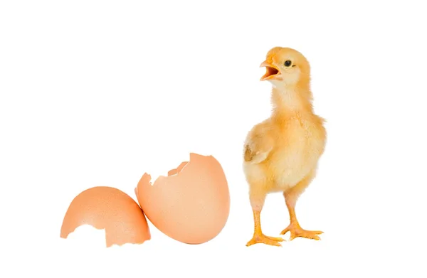 Gelbes Huhn Isoliert Auf Weißem Hintergrund — Stockfoto