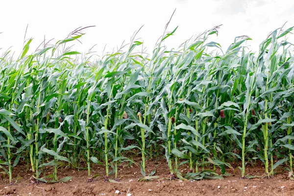 Kukoricaültetvény Gyorsan Egészségesen Növekszik Zöld Lombozat Kifejlődő Cickók Tenyésztési Helyszín — Stock Fotó