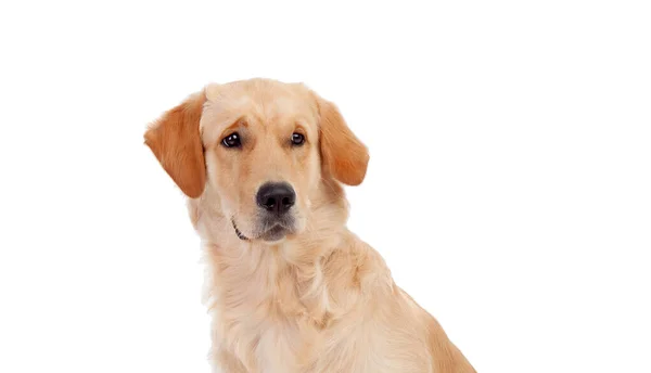 Πορτρέτο Ενός Χαριτωμένου Σκύλου Εργαστηρίου Απομονώνονται Λευκό Φόντο — Φωτογραφία Αρχείου