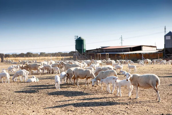 Вівці Фермі Влітку Фермерське Господарство Відкритому Повітрі — стокове фото