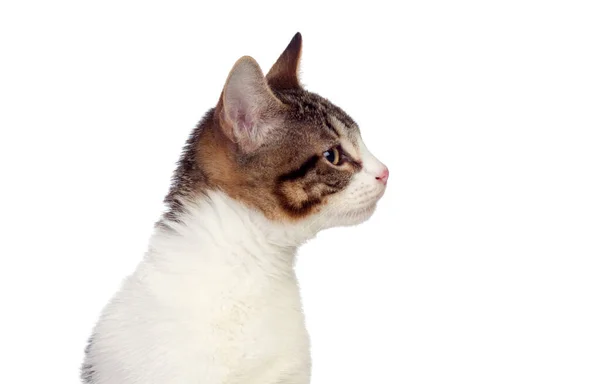 Profiel Van Een Schattige Kat Geïsoleerd Een Witte Achtergrond — Stockfoto