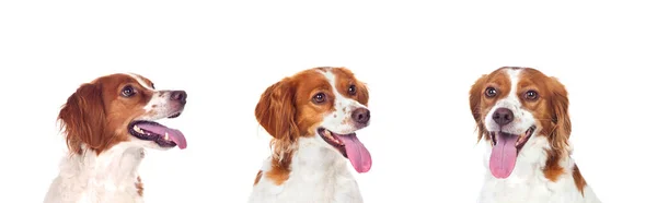Beyaz Arka Planda Breton Spanyol Köpeği Izole Edilmiş — Stok fotoğraf