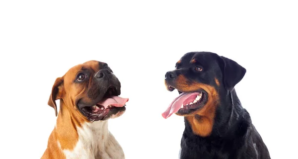 Dos Perros Grandes Mostrando Lengua Aislada Sobre Fondo Blanco — Foto de Stock