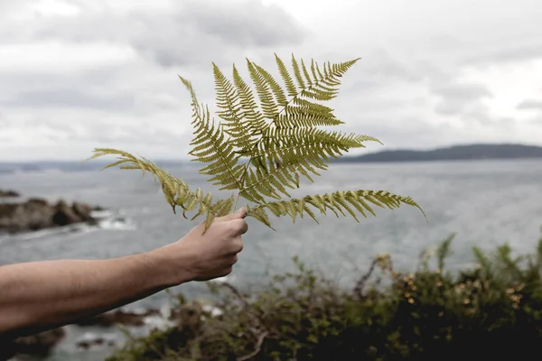 手持蕨叶与大海抗衡的剪影 — 图库照片