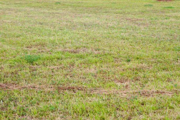 Pradera llena de hierba verde — Foto de Stock