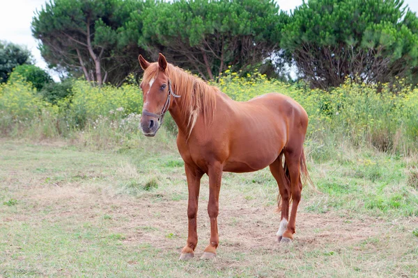 Caballo marrón en un prado — Foto de Stock