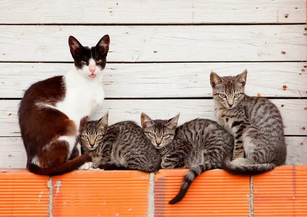 Nette Katzenfamilie ruht sich aus — Stockfoto