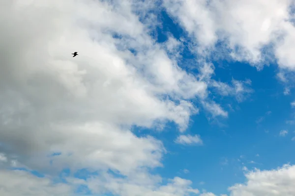 Vacker blå himmel med en fågel som flyger — Stockfoto