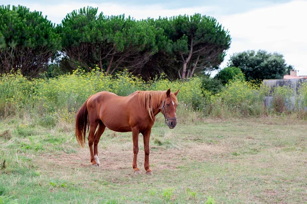 Caballo marrón en un prado —  Fotos de Stock