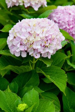 Ortanca bitki pembe çiçekli