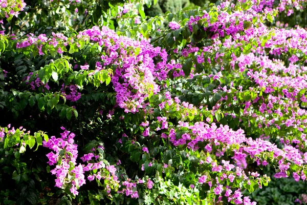 Plante de bougainvilliers feuillus — Photo