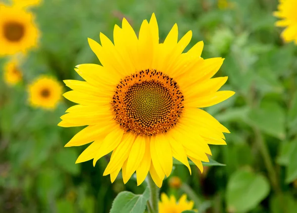 Beautiful sunflower with bright yellow — Stock Photo, Image