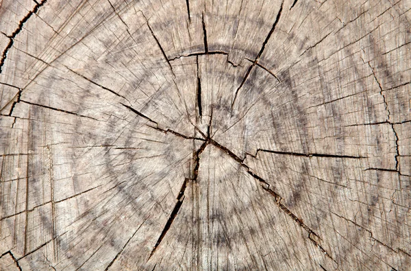 古い木のひびの入ったトランク — ストック写真