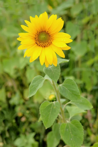 Beautiful sunflower with bright yellow — Stock Photo, Image