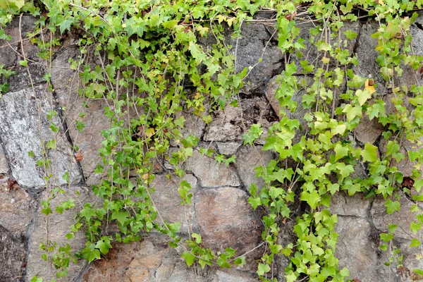 Parede de pedra coberta com plantas de escalada — Fotografia de Stock