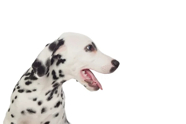 Bella dalmata con macchie nere — Foto Stock