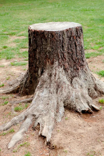 Árbol viejo cortado con raíces grandes —  Fotos de Stock