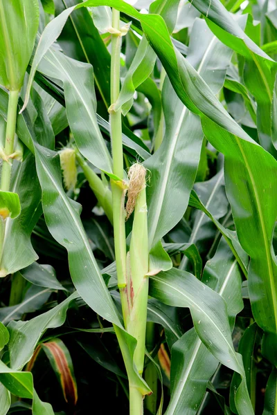 Foto de primer plano de una planta de maíz —  Fotos de Stock