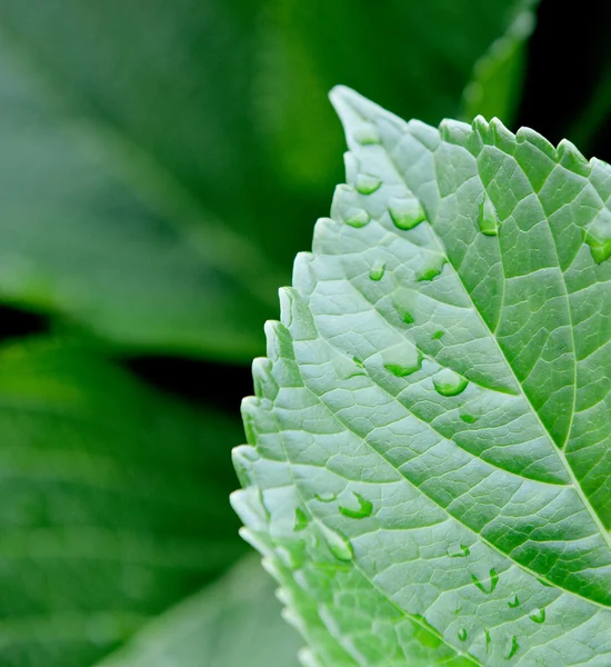 Waterdruppels op een weelderige blad — Stockfoto