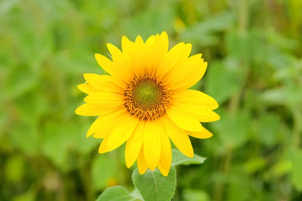 Krásné slunečnice s jasně žlutá — Stock fotografie