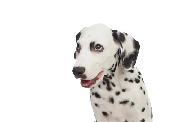 Bella dalmata con macchie nere — Foto Stock