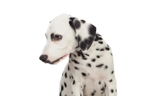 Beautiful Dalmatian with black spotted — Stock Photo, Image