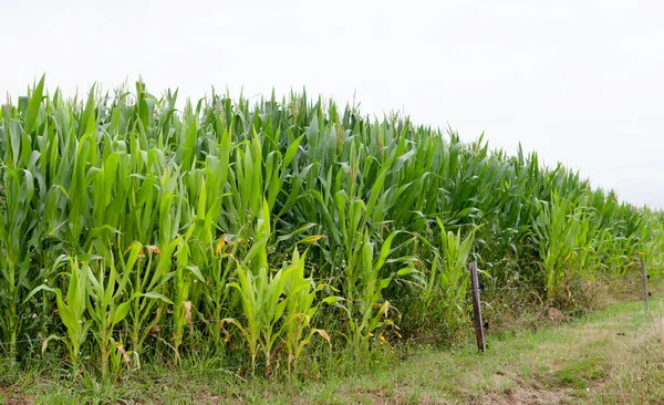 Plantación de maíz con plantas altas —  Fotos de Stock